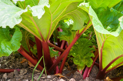 Farm Fresh Rhubarb!