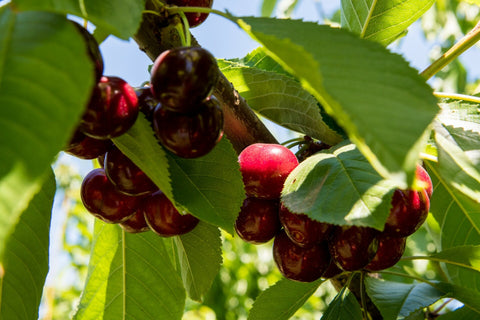 Sweet Farm Fresh Cherries