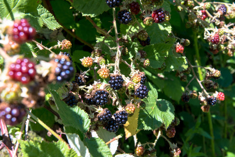 Farm Fresh Blackberries