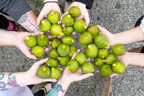 Local Harvest Figs