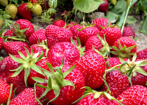 Farm Fresh Strawberries